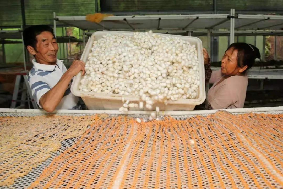 东兴证券网页版股票行情查询与登录入口全解析